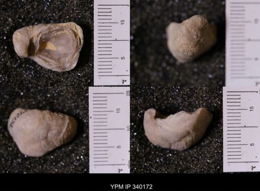 Gryphaea sp.
