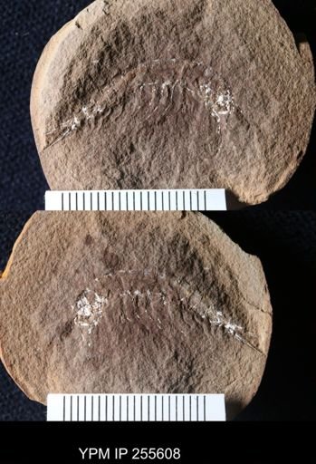 Acanthotelson stimpsoni