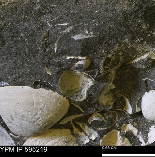 Protocardia sp.