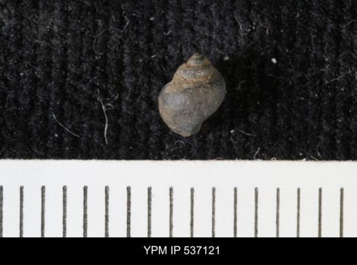 Viviparus montanaensis