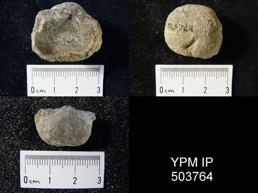 Productus sp.