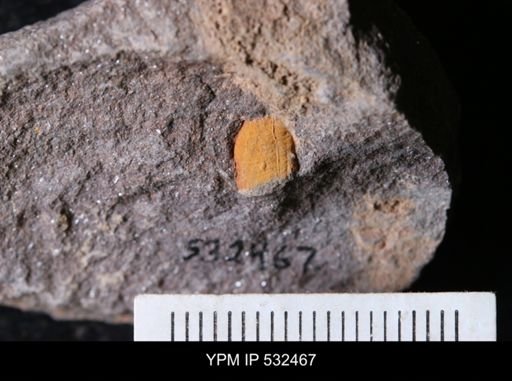 undet. Echinodermata