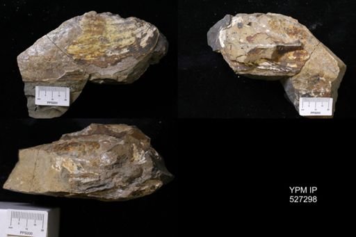 undet. Bivalvia