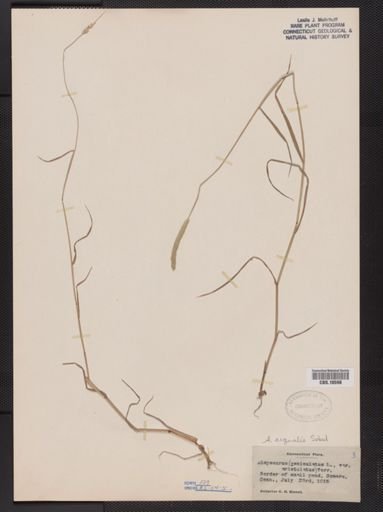 Alopecurus aequalis