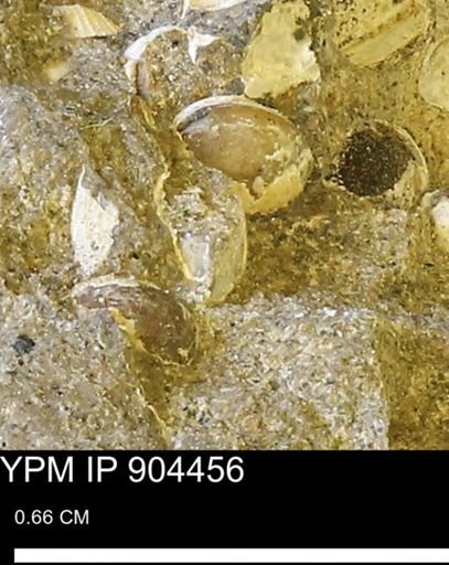 undet. Mollusca