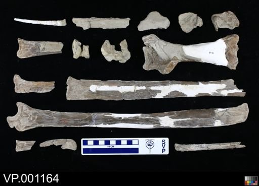 Pteranodon occidentalis