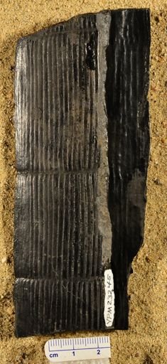 Calamites sp.