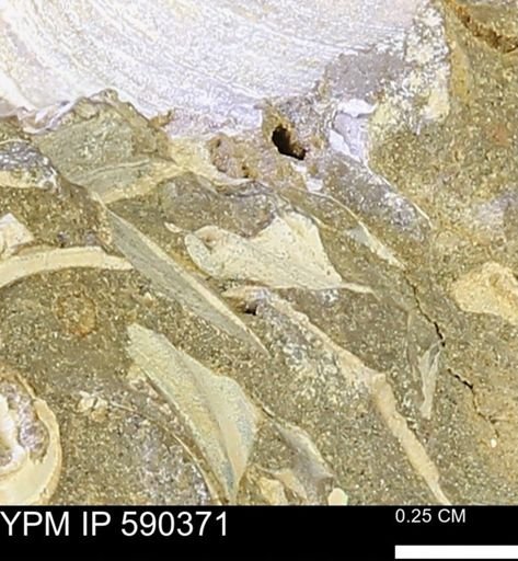 Protocardia?