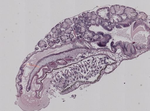 Crepidula fornicata