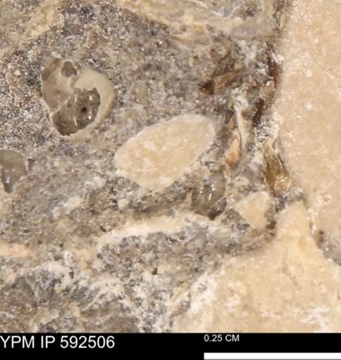 undet. Mollusca