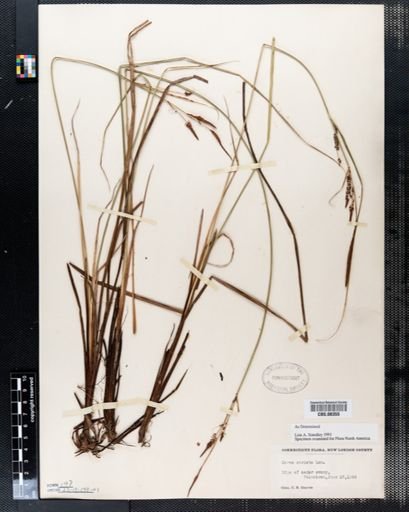 Carex stricta