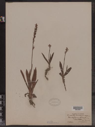 Spiranthes lucida