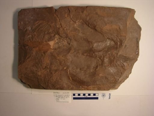 Anchisauripus minusculus