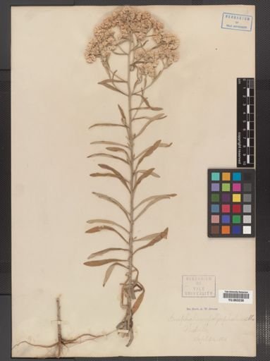 Gnaphalium obtusifolium