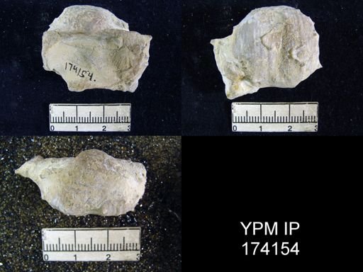 Productus magnicostatus