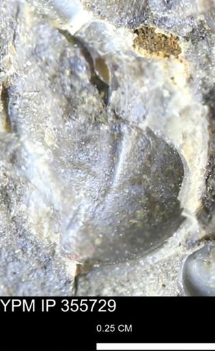 undet. Bivalvia