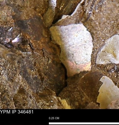 undet. Ammonoidea