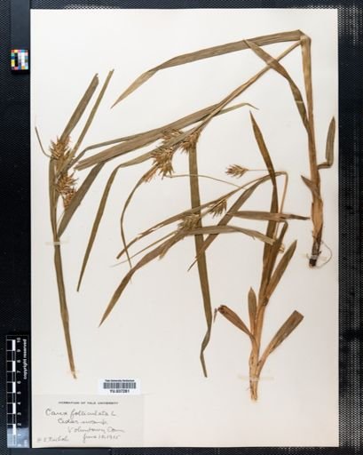 Carex folliculata