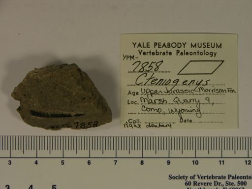 Cteniogenys sp.