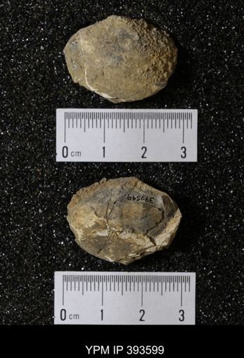 Ostrea glabra