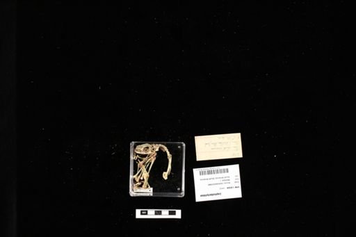 Leptodactylidae