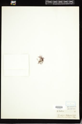Gigartina chapmanii