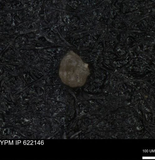 undet. Foraminiferida