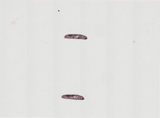 Plagiostomum wilsoni