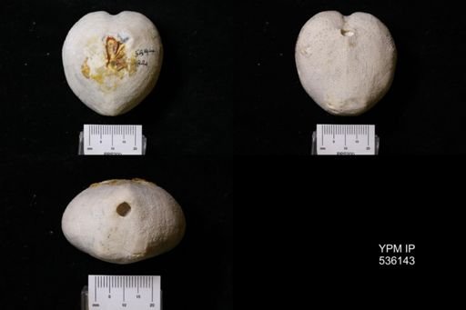 Micraster cortestudinarium