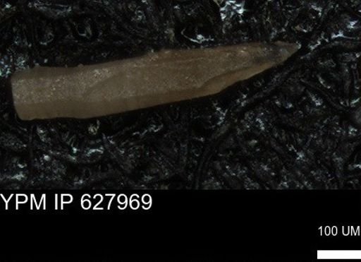 undet. Foraminiferida