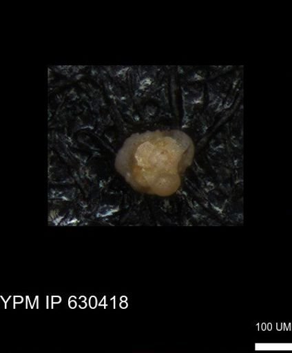 undet. Foraminiferida