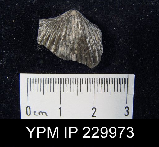 Neospirifer sp.