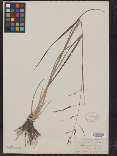 Panicum longifolium
