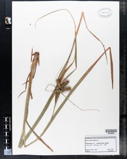 Carex pseudocyperus