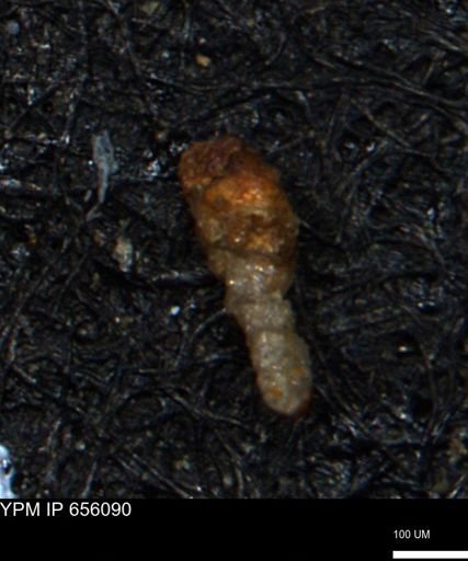Ammobaculoides whitneyi