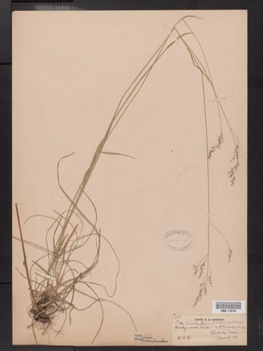 Poa saltuensis