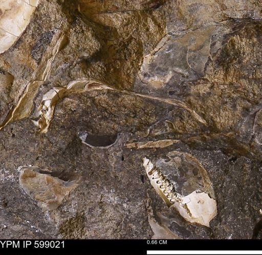 Hoploscaphites sp.