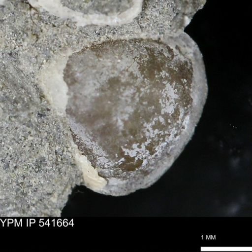 Protocardia subquadrata