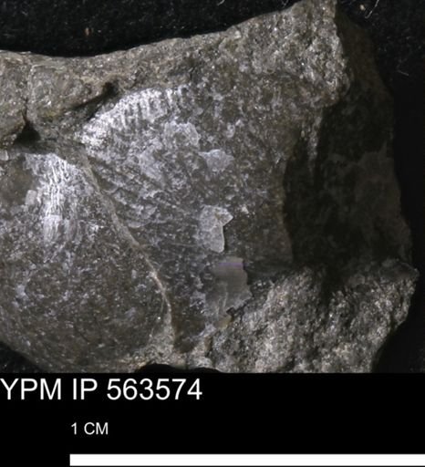 Oxytoma (Hypoxytoma) sp.