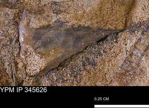 undet. Mollusca