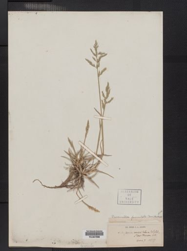Puccinellia fasciculata