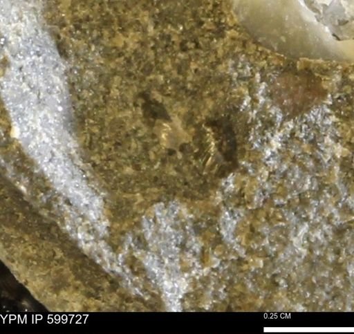 Protocardia subquadrata