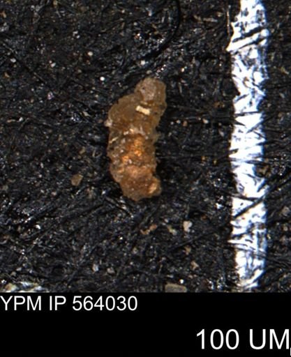 Verneuilinoides hectori