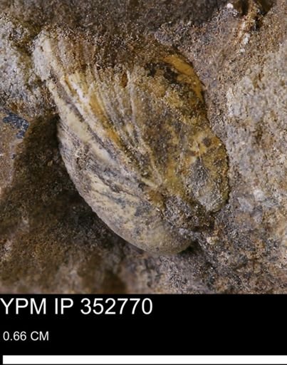 undet. Bivalvia