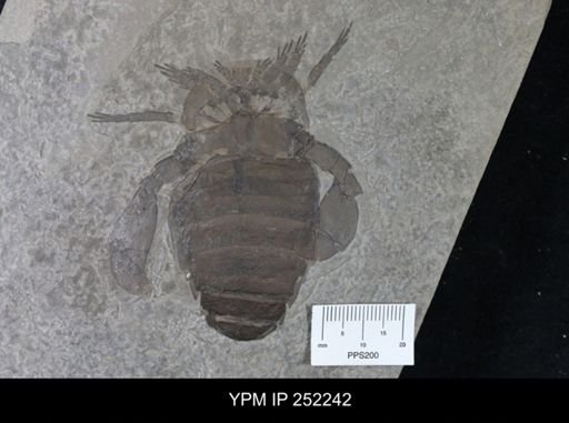 Eurypterus sp.