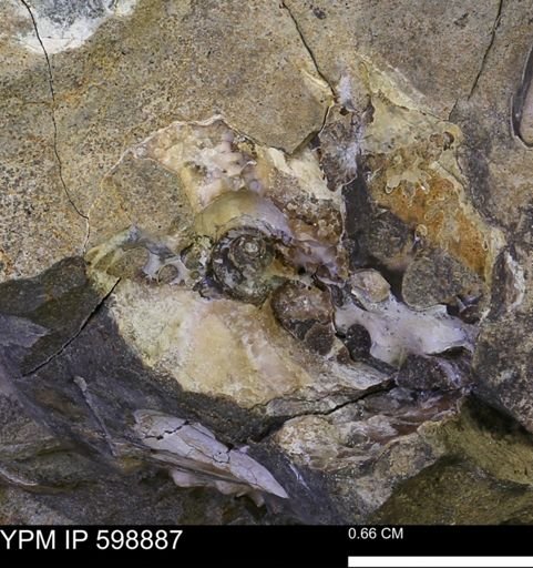 Hoploscaphites sp.