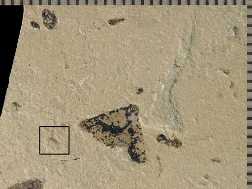 undet. Diptera