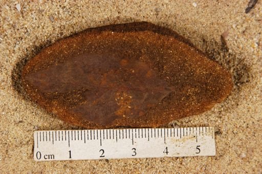 Angiospermopsida