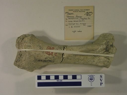 Teleoceras fossiger
