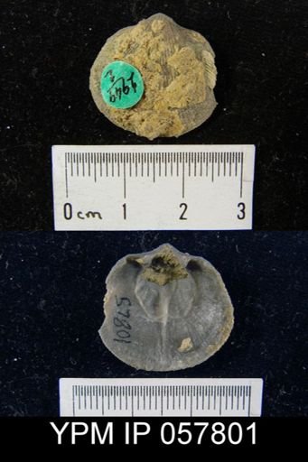Rhipidomella oblata